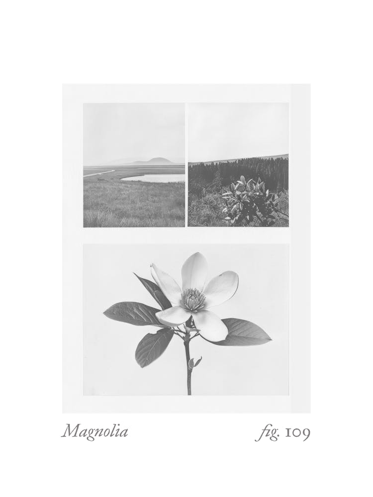Magnolia Botanical Collage 3