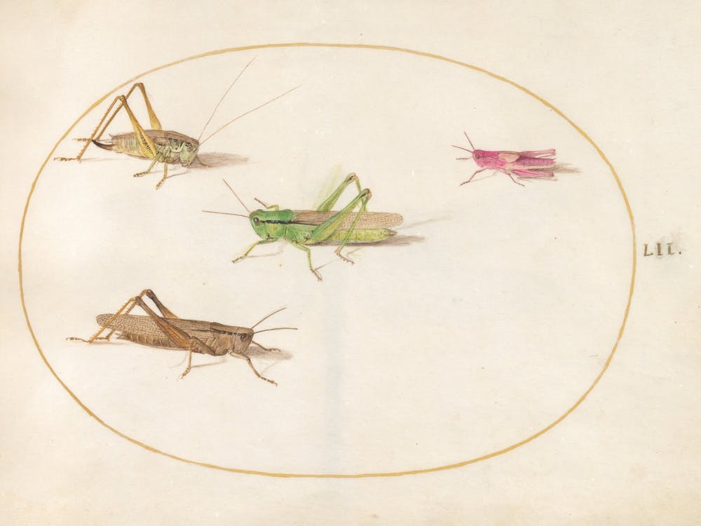 Four Grasshoppers (c. 1575-1580), Joris Hoefnagel