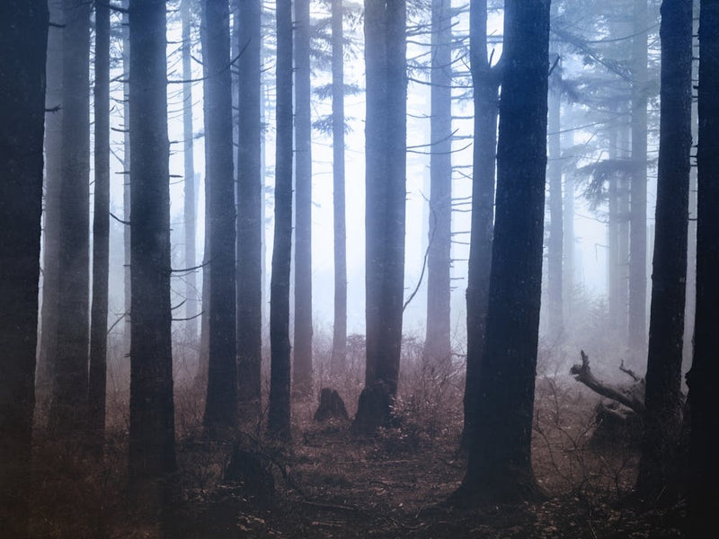 Forest Dreamland - Pacific Northwest Nature