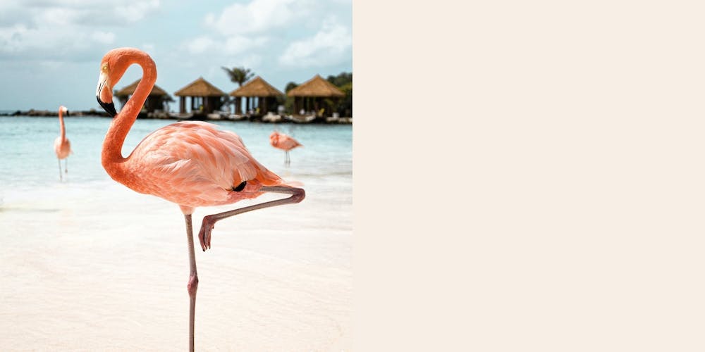 Pink Flamingo On Aruba Island