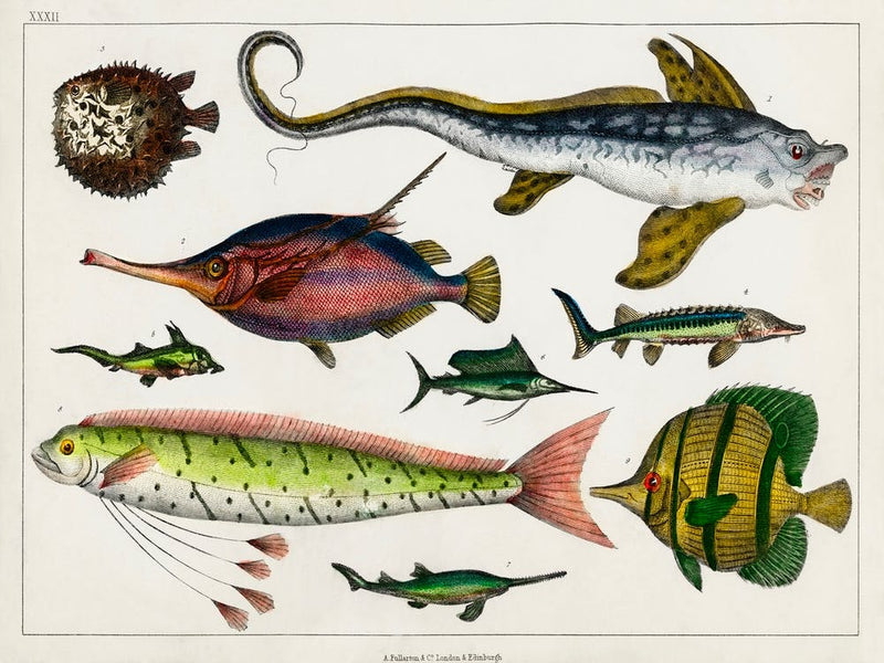 Collection Of Various Fishes, Oliver Goldsmith