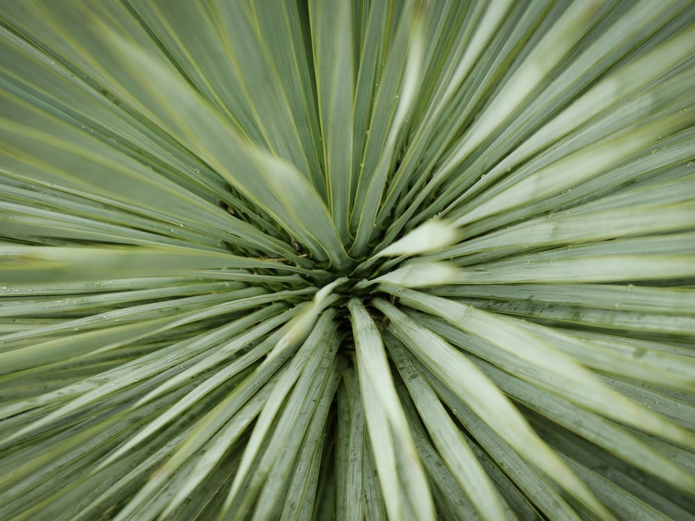 The Heart Of A Green Palm Tree // Nature Photography