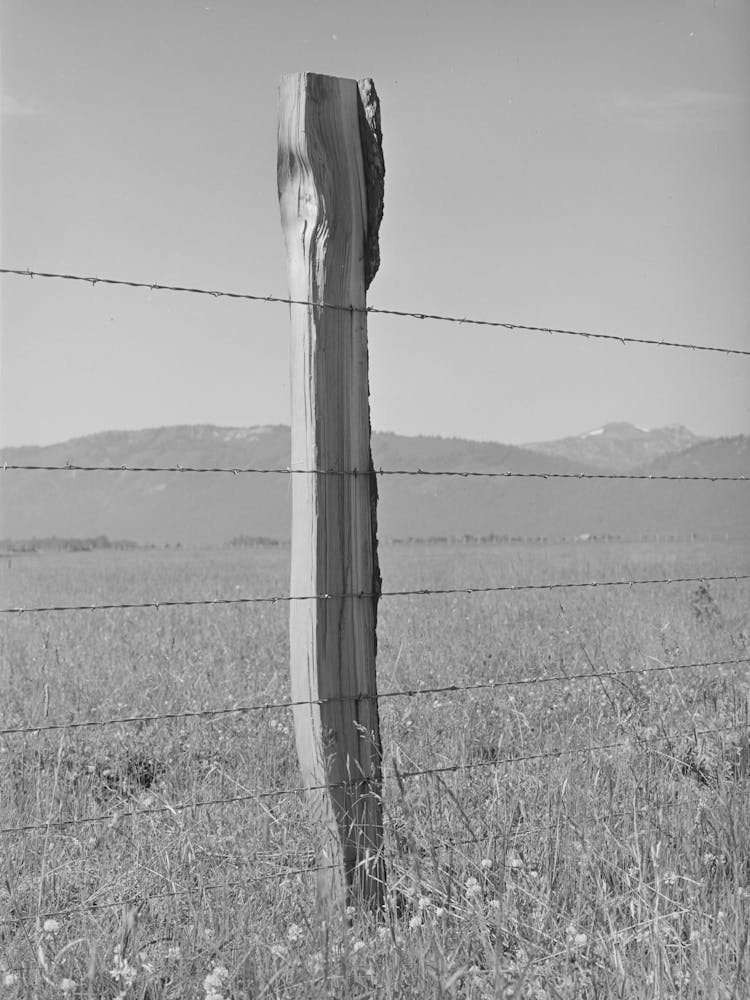 Fence On Cruzen Ranch,Valley County, Idaho, Aaa (Agricultural Adjustment Administration) Has Painted Out This