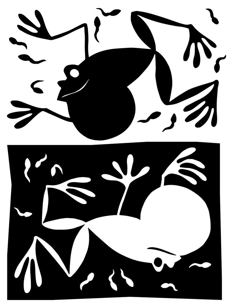 Frogs With Polliwogs