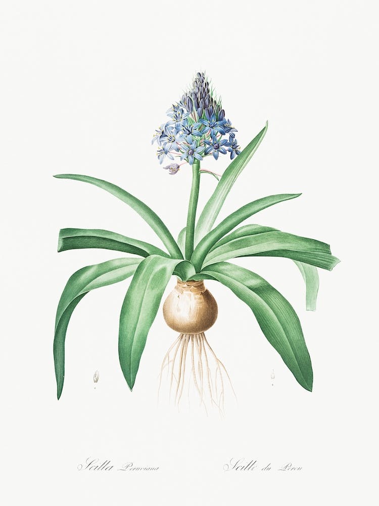 Portuguese Squill Illustration From Les Liliacées, Pierre Joseph Redouté