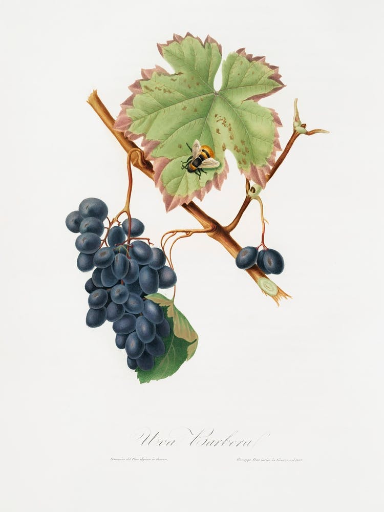 Barbera Grape (Vitis Vinifera) From Pomona Italiana (1817 - 1839), Giorgio Gallesio