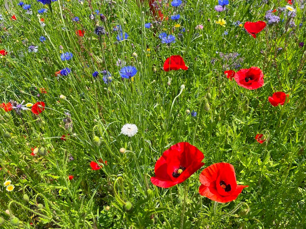 Wildflowers In A Field