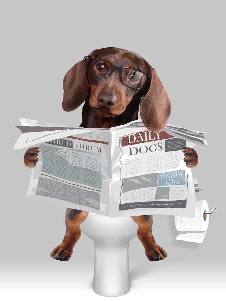 Chocolate Dachsund On The Toilet