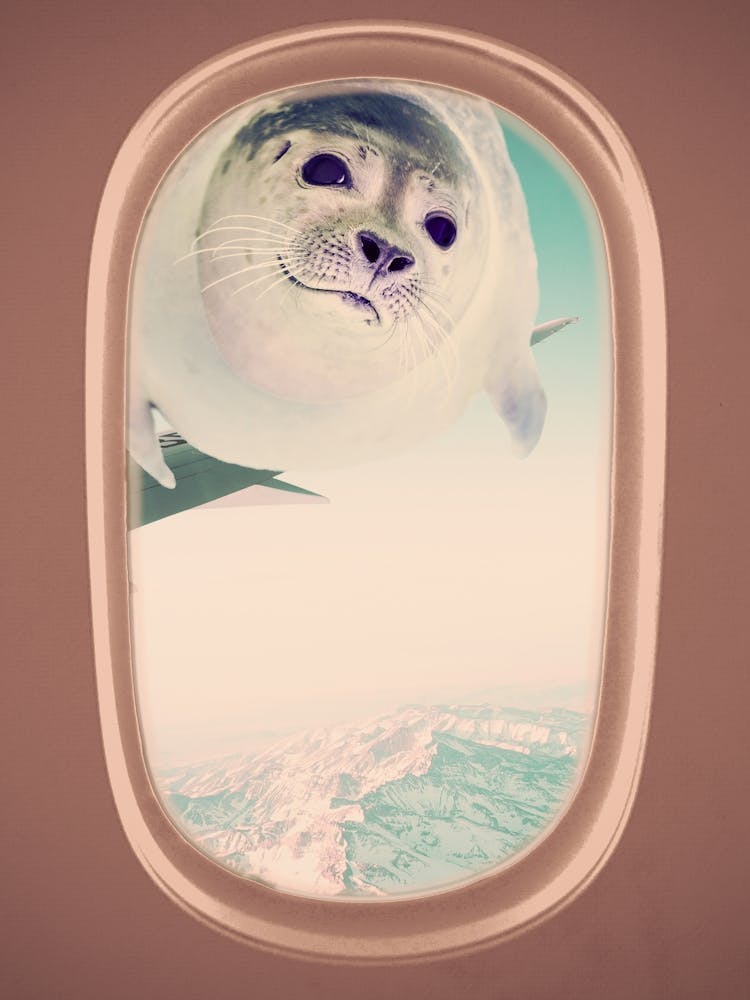 Travel Buddy