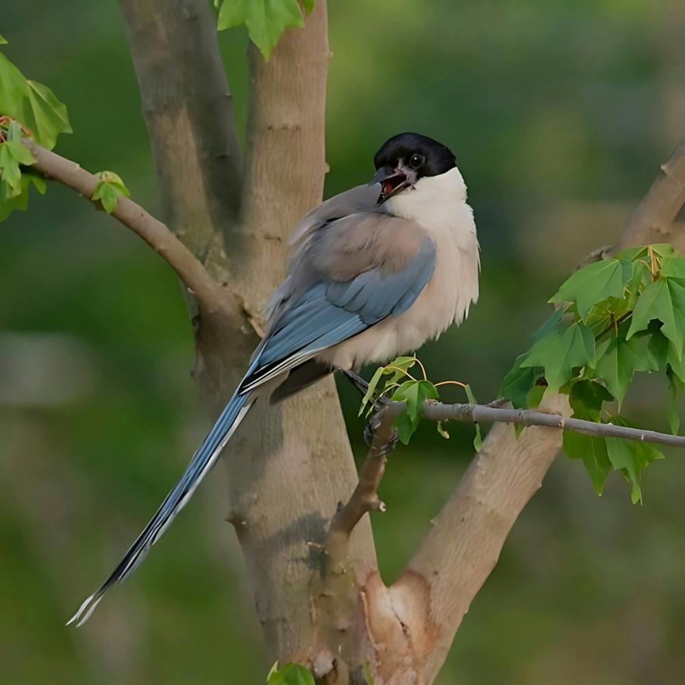 Rufous-Tailed Robin