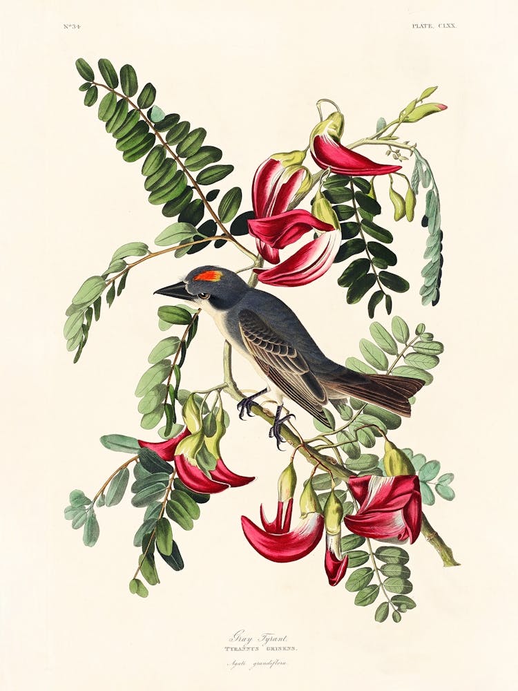 Piping Flycatcher, Birds Of America, John James Audubon