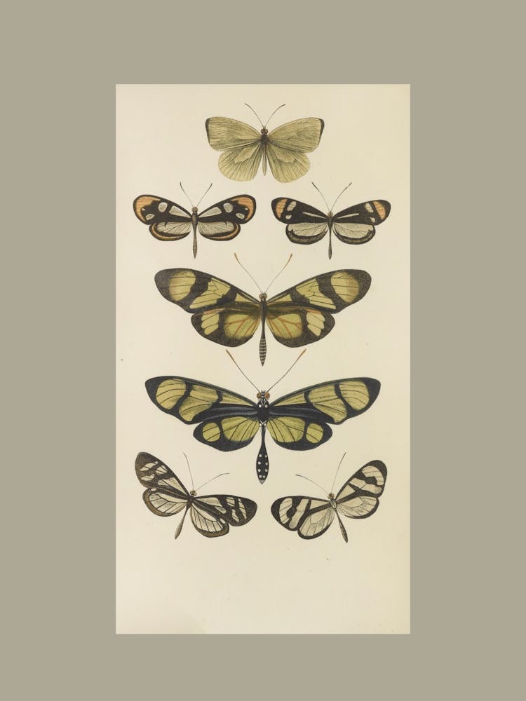 Papillons Et Mites 3