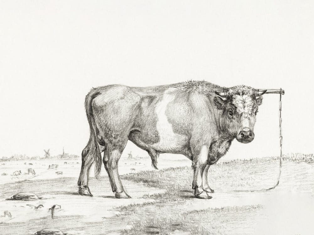 Standing Bull 3, Jean Bernard