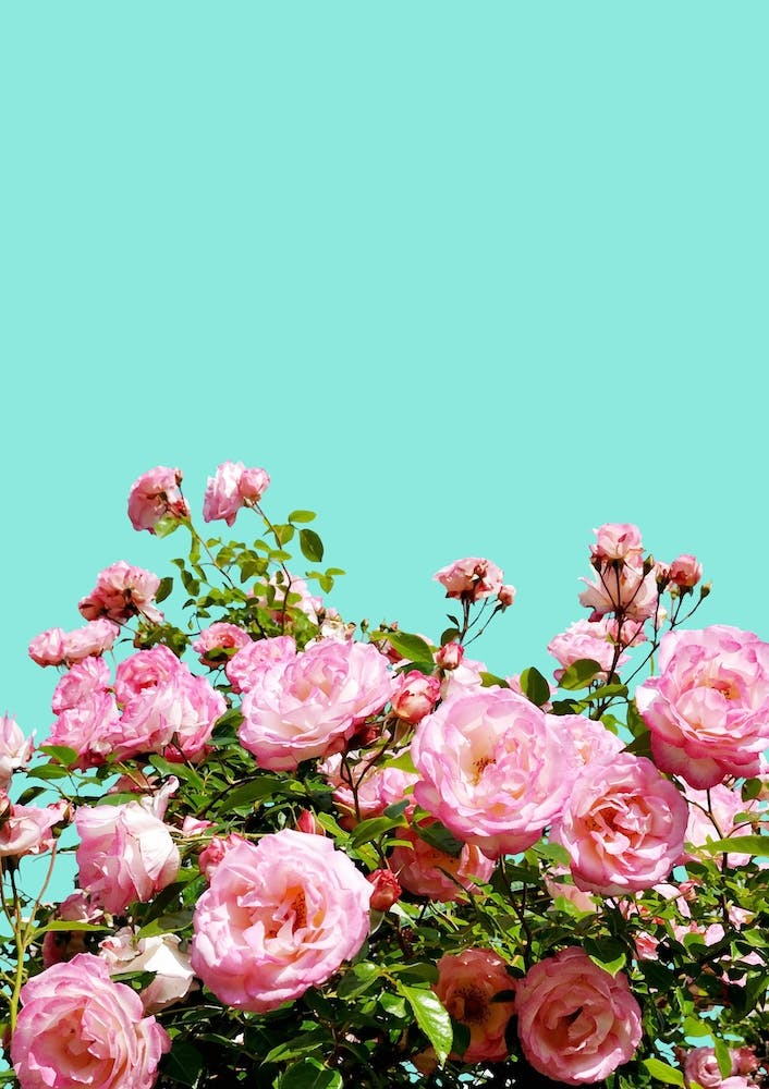 Blissful In