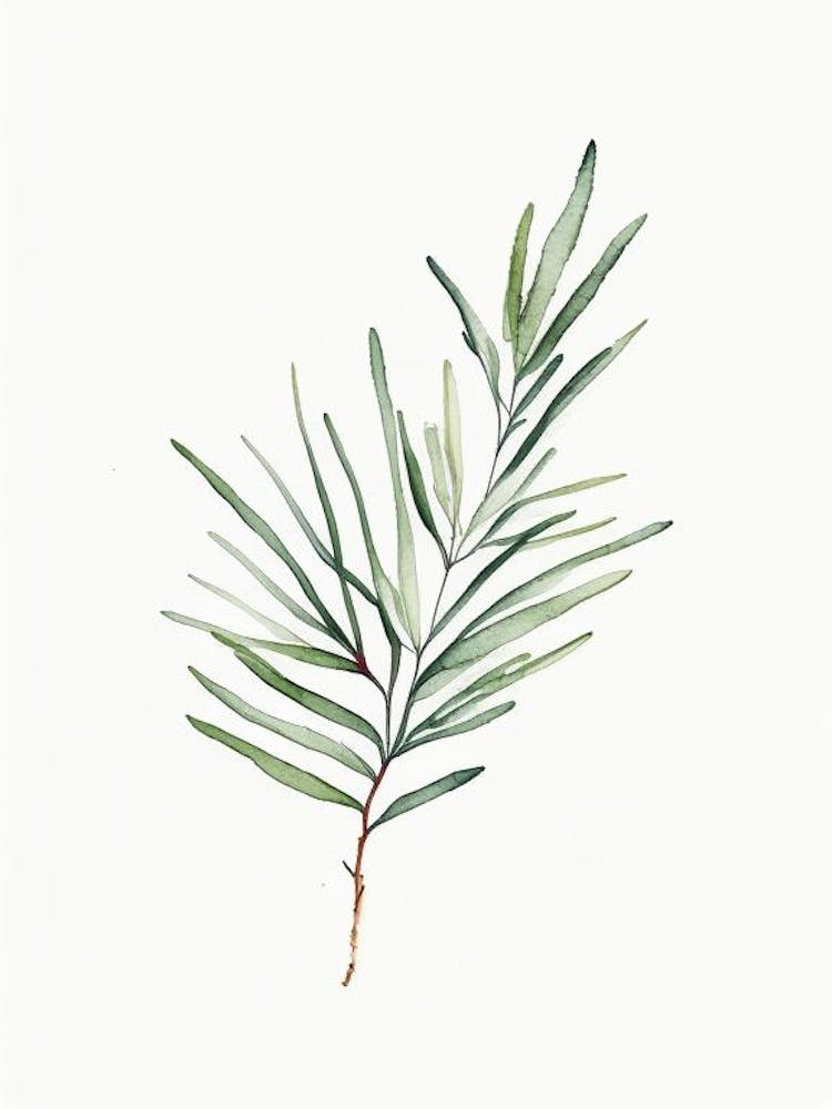 Rosemary Leaf Minimalist Watercolour 1