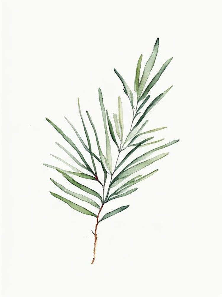 Rosemary Leaf Minimalist Watercolour 1