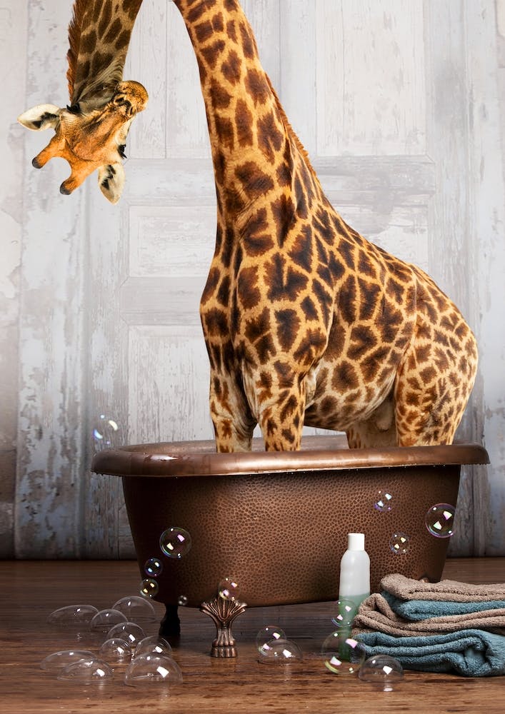 Giraffe In The Tub