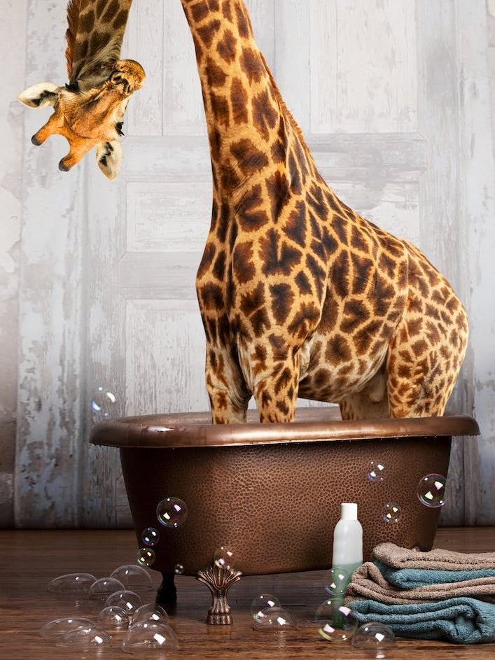 Giraffe In The Tub