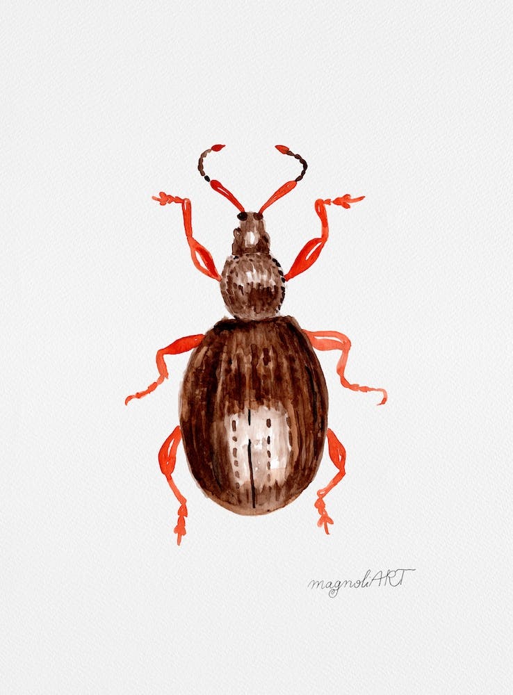 Otiorhynchus ovatus or the strawberry root weevil, watercolor artwork