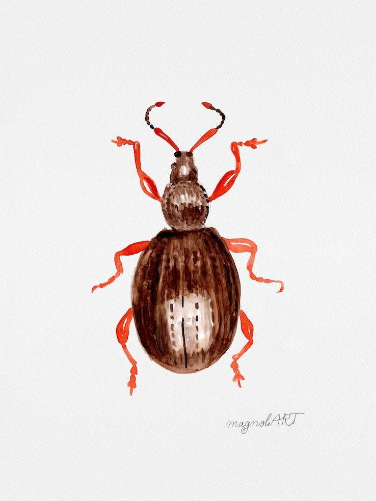 Otiorhynchus ovatus or the strawberry root weevil, watercolor artwork