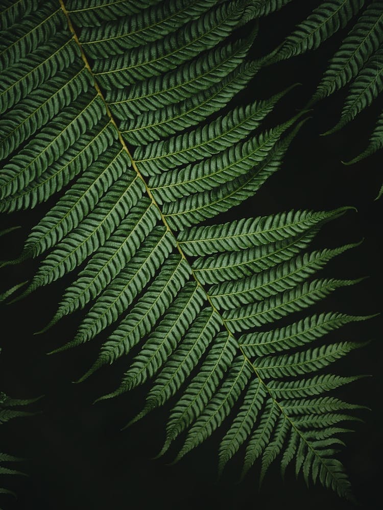 Nature's Intricate Beauty