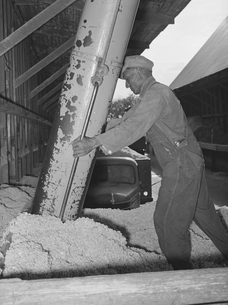 Unloading Cotton Seed At Cotton Seed Oil Mill, Mclennan County, Texas By Russell Lee