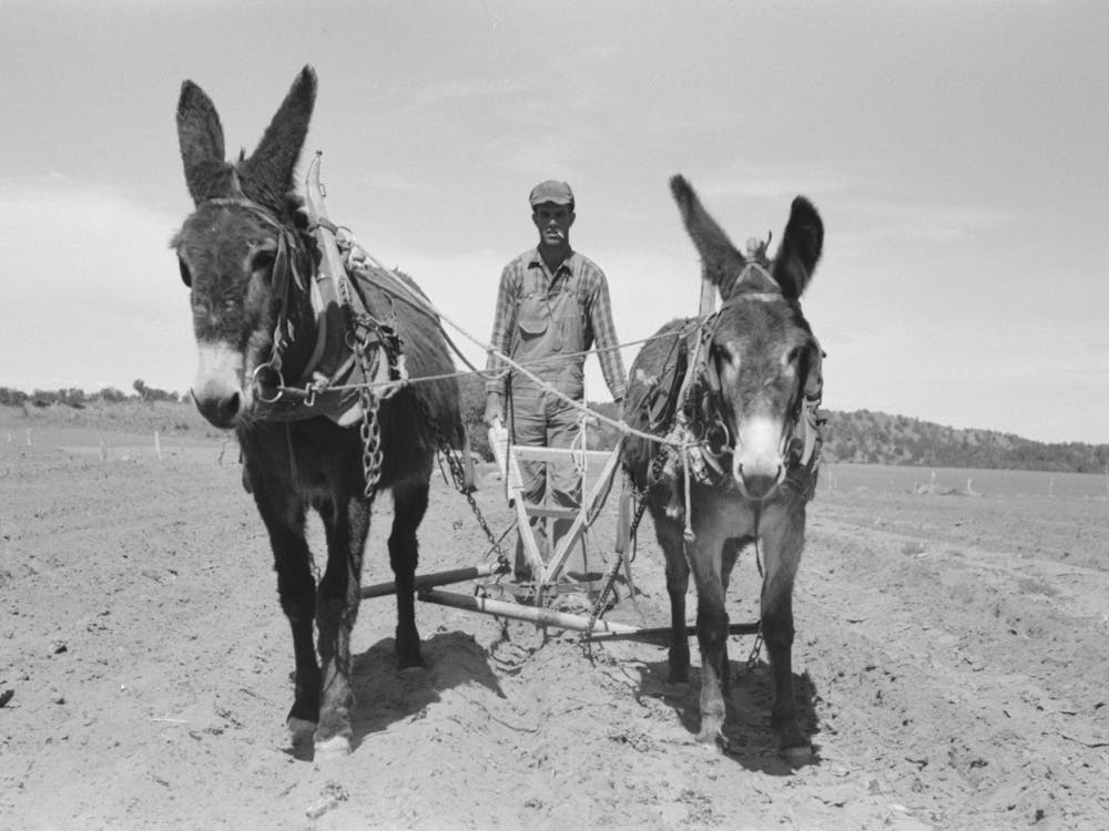 Jack Whinery Plowing With Burros And Homemade Plow, Pie Town, New Mexico By Russell Lee