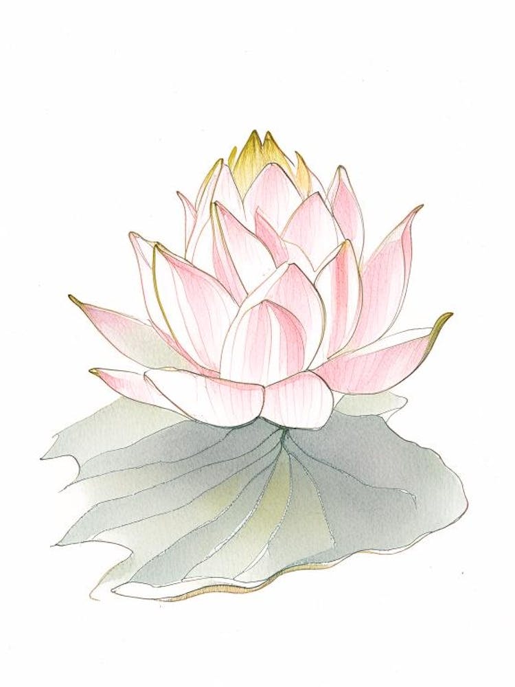 Sacred Lotus Pencil Illustration 1