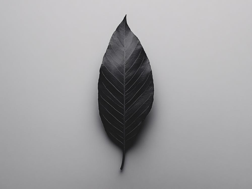 Black Leaf