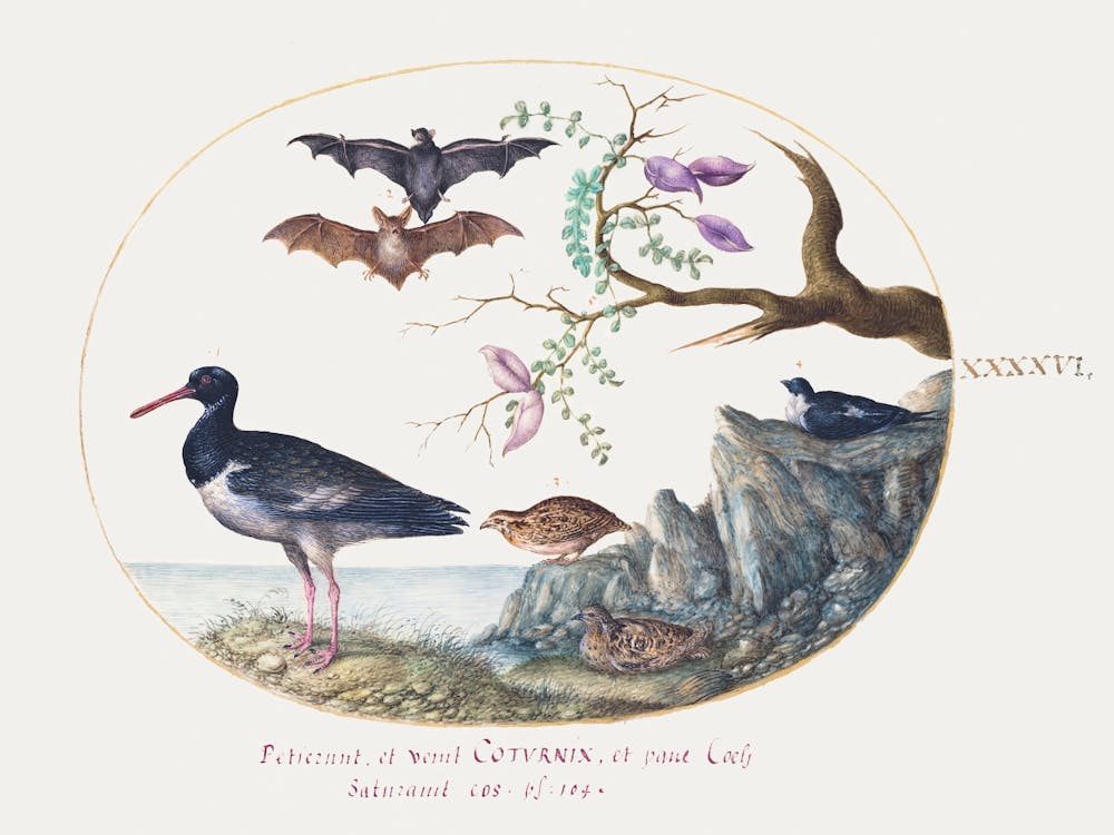 Bats, Quail, And Oystercatcher By The Water (1575–1580), Joris Hoefnagel