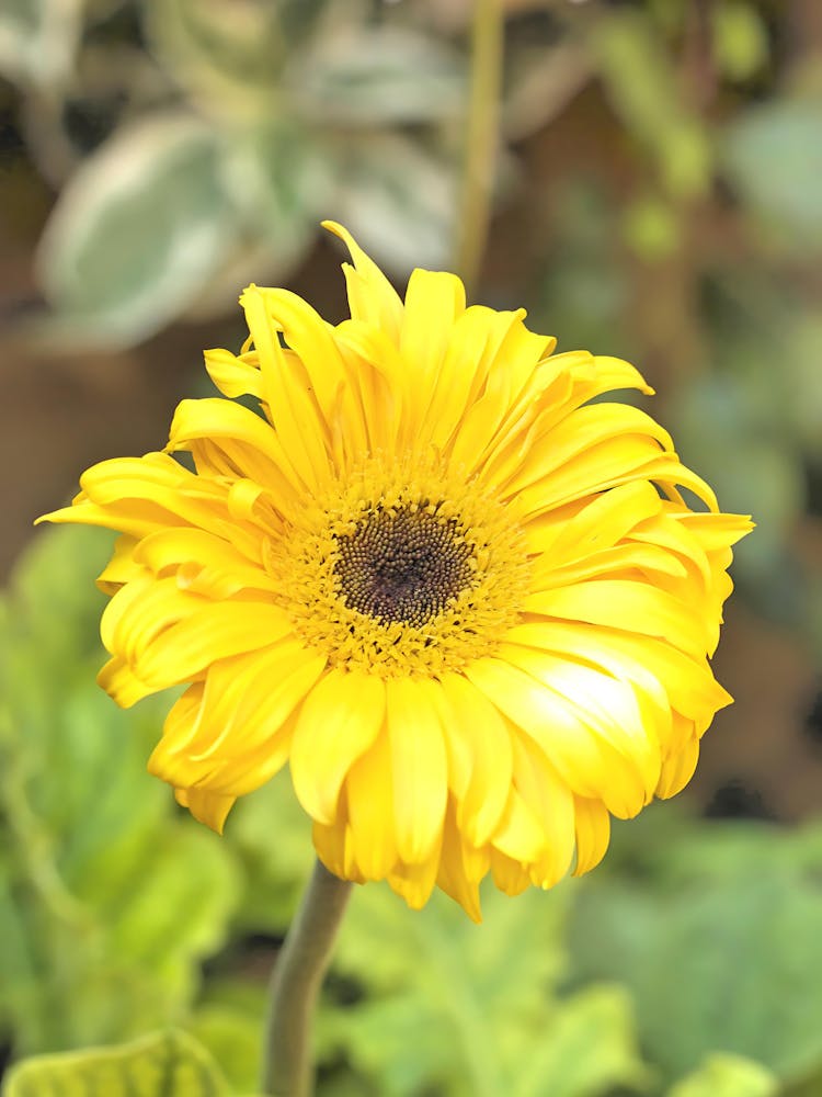 Yellow Gerbera