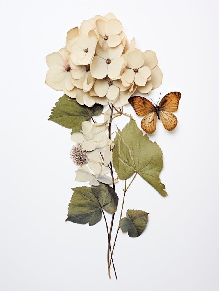 Pressed Flower Botanical Art Hydrangea 3
