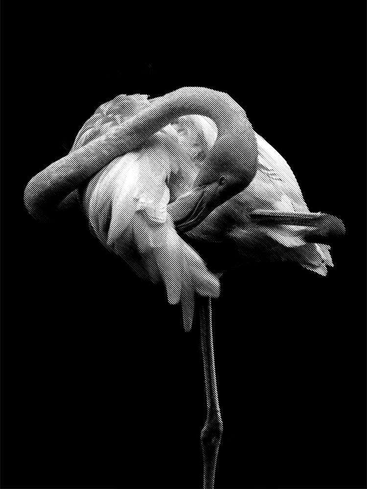 Flamingos Line Art 1