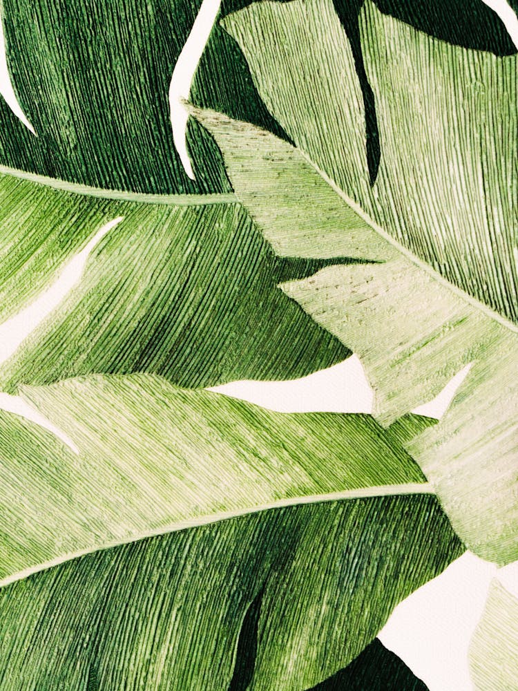 Tropical Leaves 2