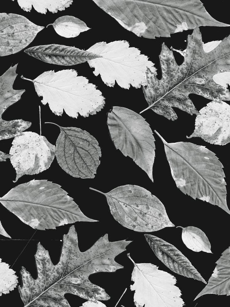 Leaves BW