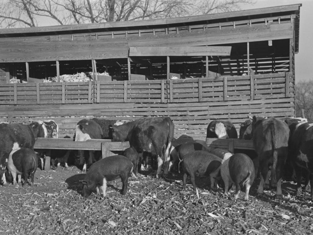 Untitled Photo, Possibly Related To Cattle And Hogs Feeding, Emrick Farm Near Aledo, Illinois, This Farm Is
