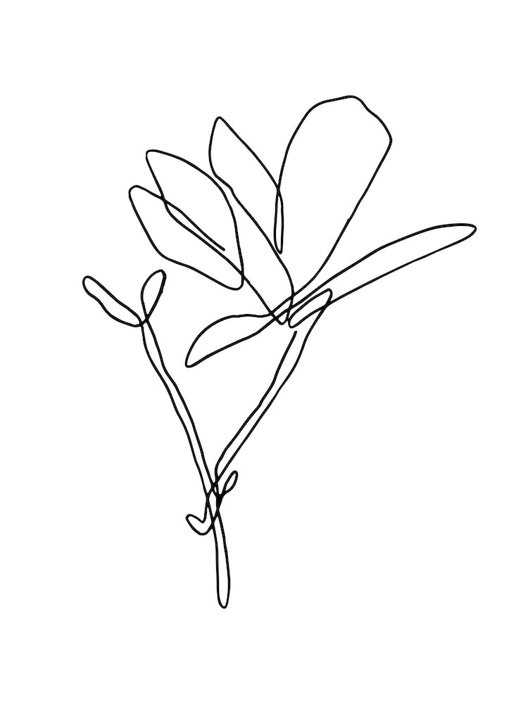 Japanese Magnolia Lineart