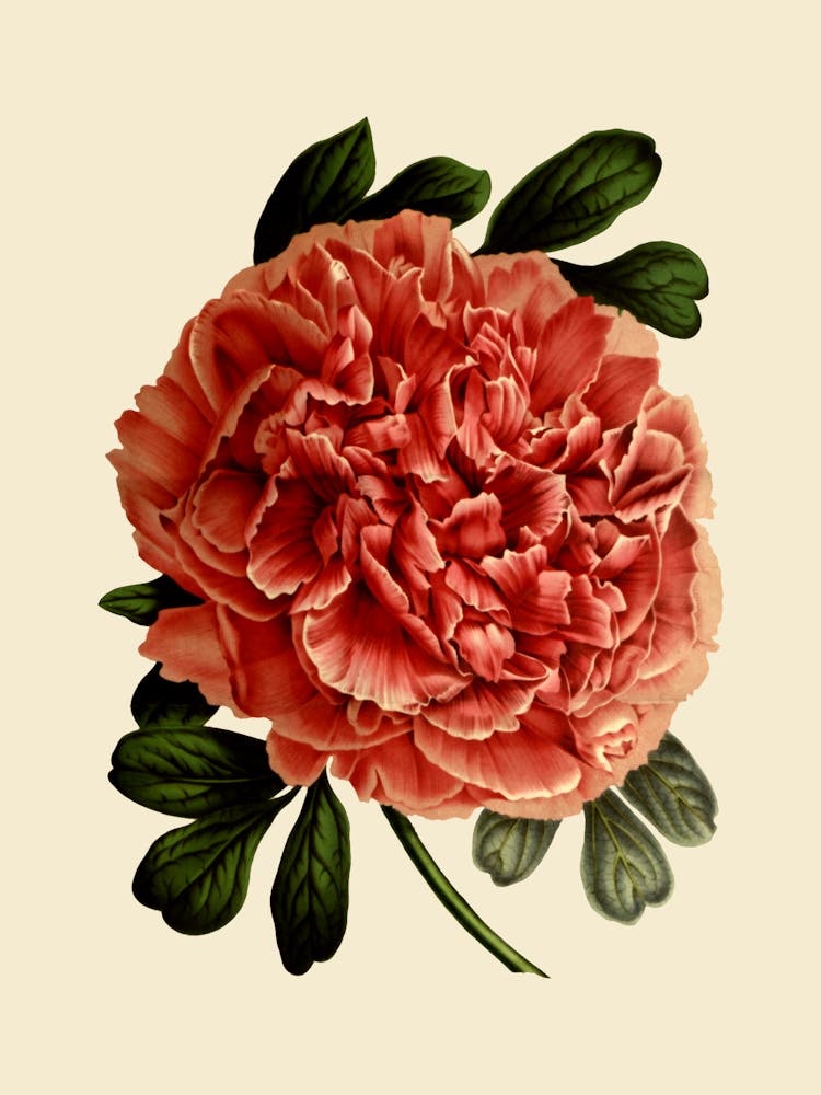Peony 15