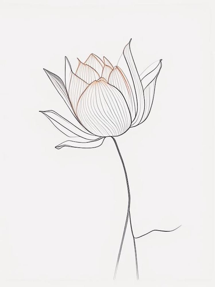 American Lotus Minimal Line Drawing 2