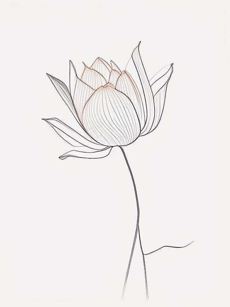 American Lotus Minimal Line Drawing 2