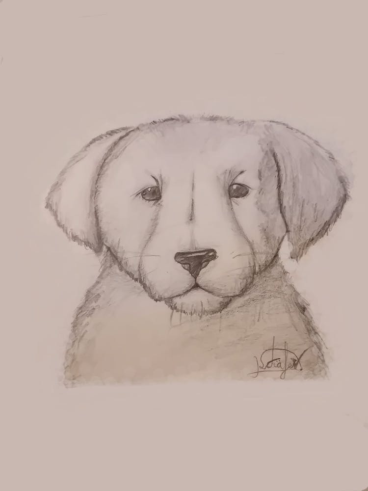 Cute puppy with doubt in expression 