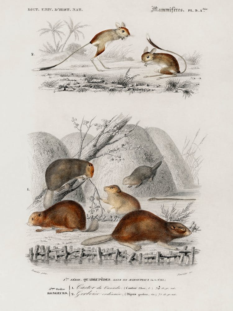 Beaver (Castor) And Jerboa (Dipus), Charles Dessalines D'Orbigny