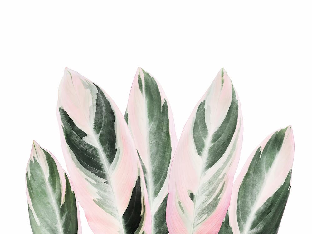 Pinkish