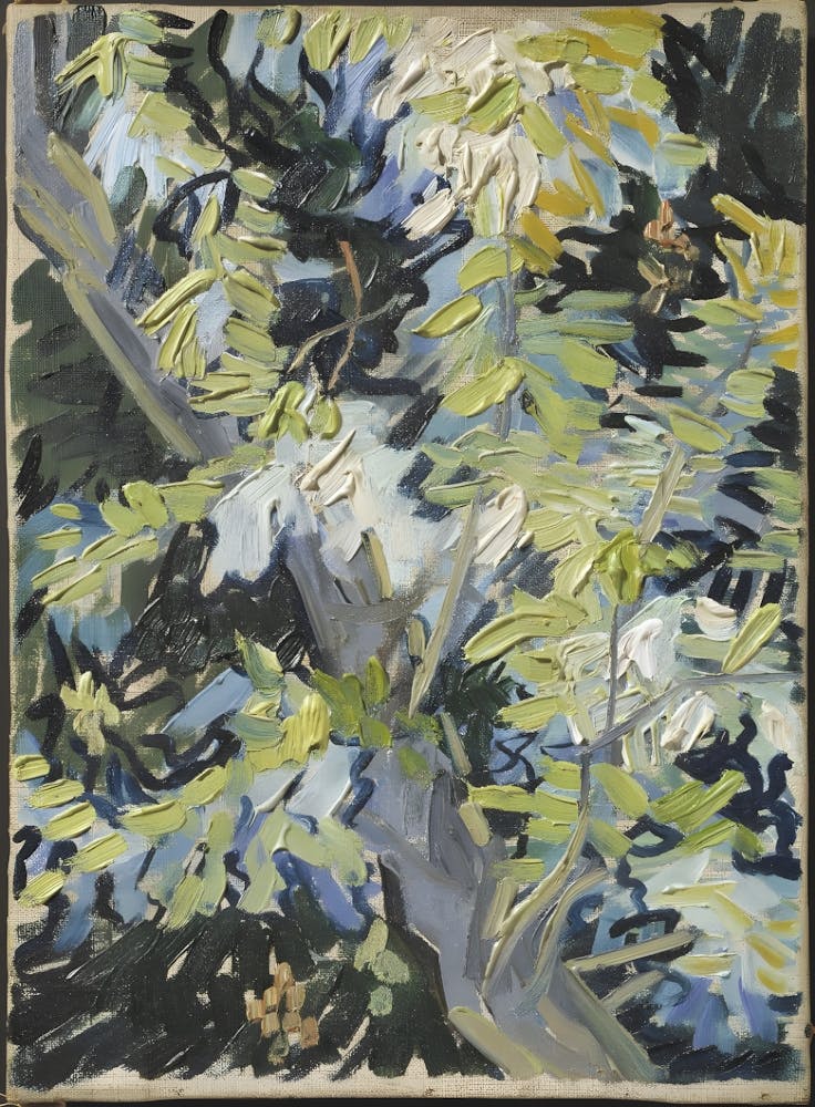 Cypress Tree