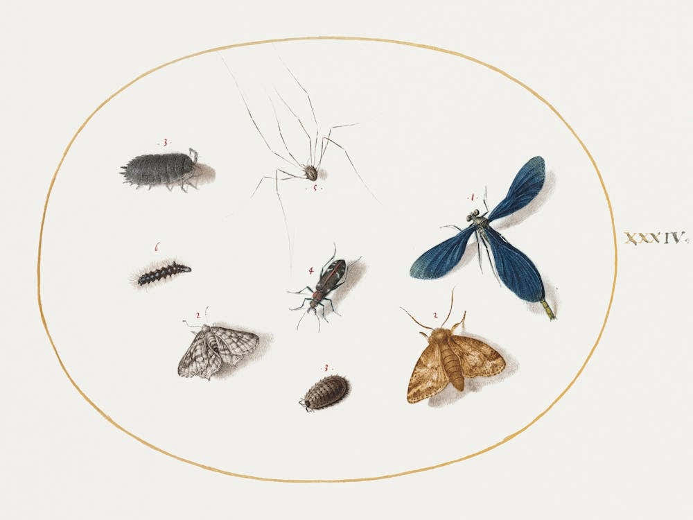 Zwei Motten mit einer Spinne, einer Raupe und vier weiteren Insekten (1575–1580), Joris Hoefnagel