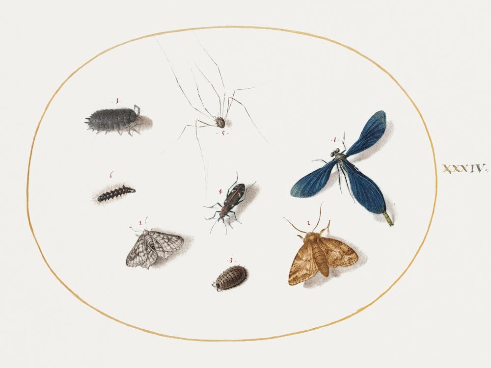 Two Moths With A Spider, A Caterpillar, And Four Other Insects (1575–1580), Joris Hoefnagel