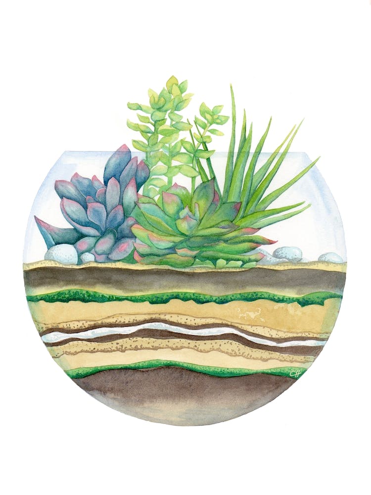 A Little Green Terrarium