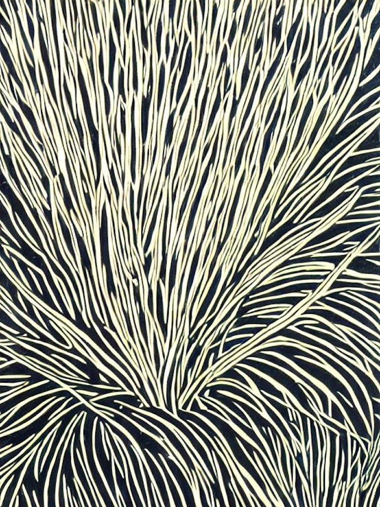 Acropora Acuminata Ii Linocut