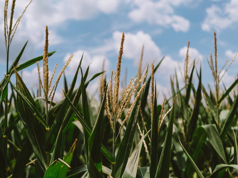 Summer Fields