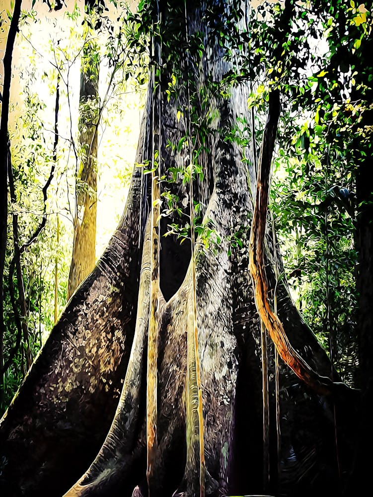 Brazil, Amazon Region, Biggest Tree Of Amazon